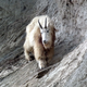 File photo of a mountain goat in Yoho National Park.